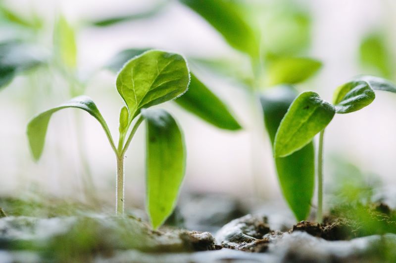 aplants
